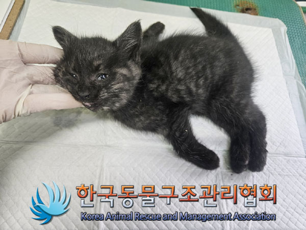 종료(자연사) 한국…